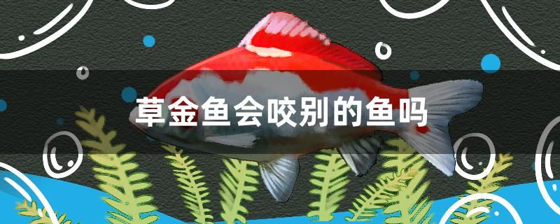 草金魚會(huì)咬別的魚嗎 銀河星鉆魚