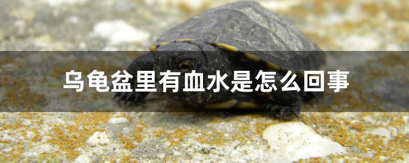 魚缸增氧泵一直開著還是間歇開（零售大蝦怎么打氧） 過濾設(shè)備