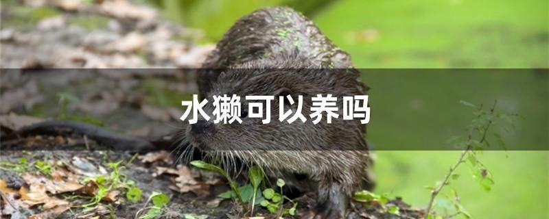 水獺可以養(yǎng)嗎