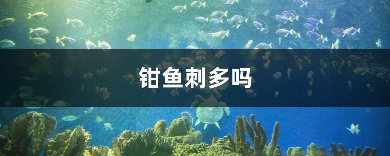 鉗魚刺多嗎 委內(nèi)瑞拉奧里諾三間魚苗