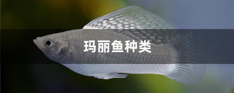 瑪麗魚種類