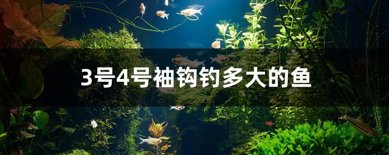 3號4號袖鉤釣多大的魚