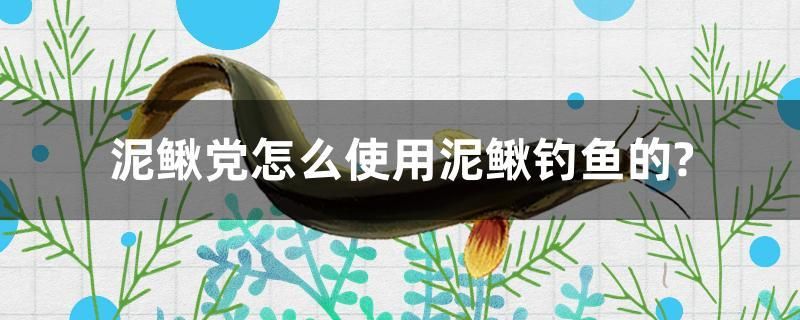 泥鰍黨怎么使用泥鰍釣魚的？ 大嘴鯨魚