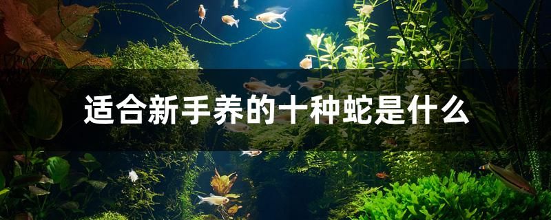 適合新手養(yǎng)的十種蛇是什么 虎魚魚苗