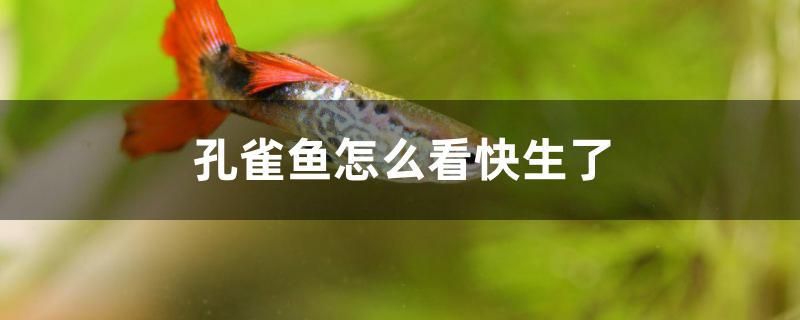 孔雀魚怎么看快生了 金龍魚糧