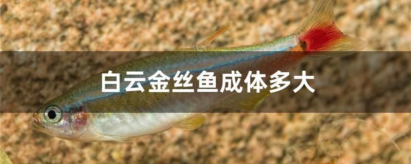 白云金絲魚(yú)成體多大 魚(yú)缸/水族箱