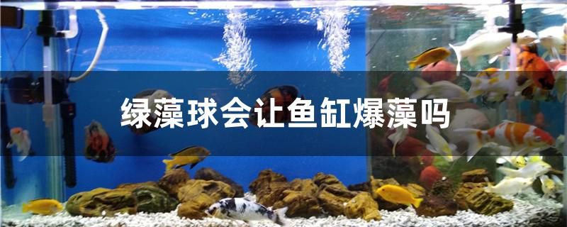 綠藻球會讓魚缸爆藻嗎 鸚鵡魚