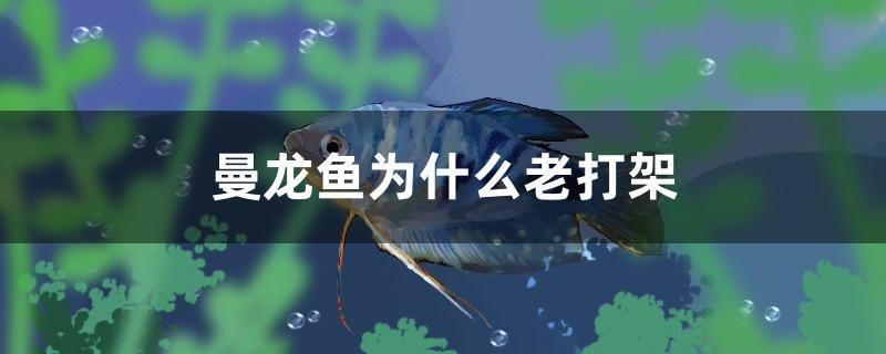 曼龍魚為什么老打架 定時器/自控系統(tǒng)