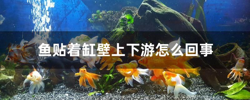 魚貼著缸壁上下游怎么回事