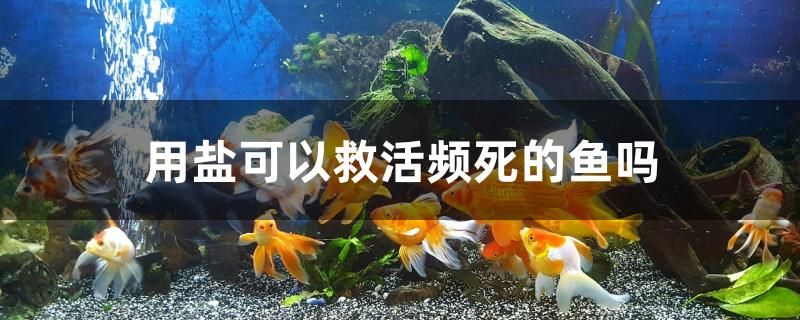 用鹽可以救活頻死的魚嗎 胭脂孔雀龍魚