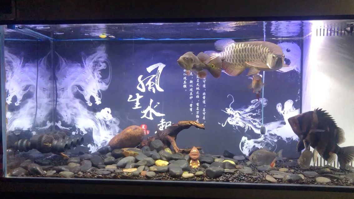 龍魚(yú)為食