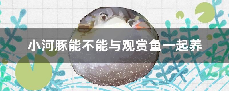 小河豚能不能與觀賞魚一起養(yǎng) 翡翠鳳凰魚