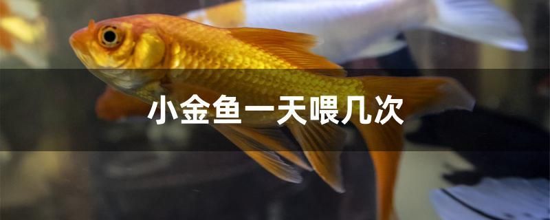 小金魚(yú)一天喂幾次 海象魚(yú)