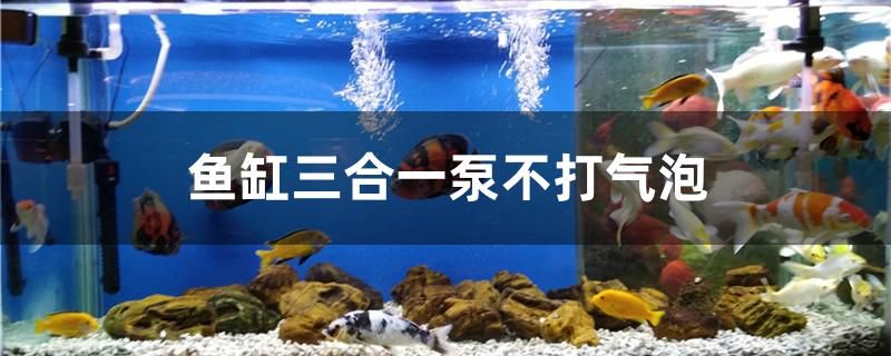 魚(yú)缸三合一泵不打氣泡 月光鴨嘴魚(yú)苗