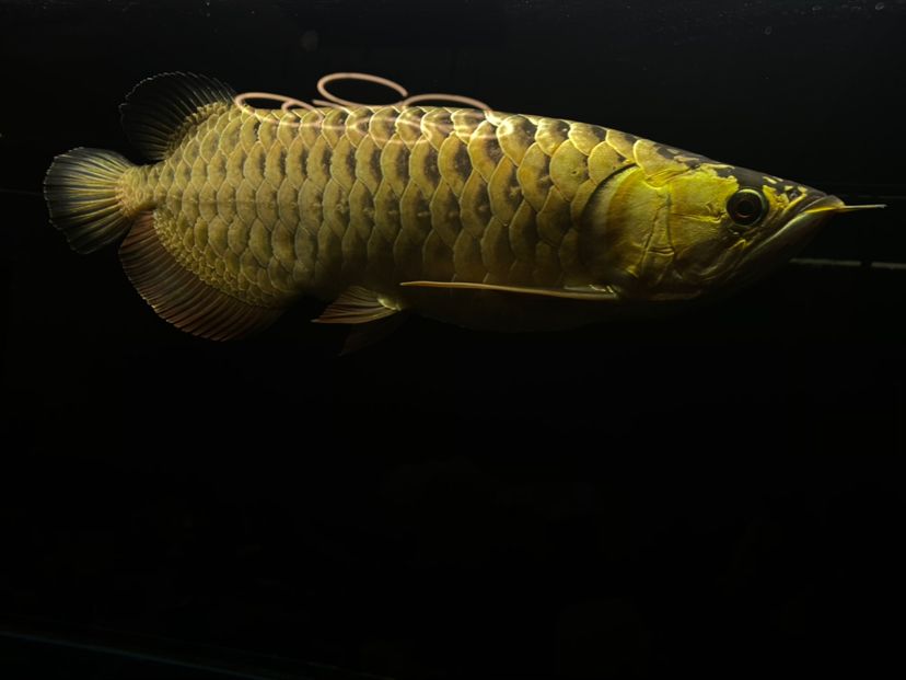 魚缸能不能擺放在衛(wèi)生間門對面邊上呢（魚缸能對著衛(wèi)生間的門嗎） 白化火箭魚 第1張