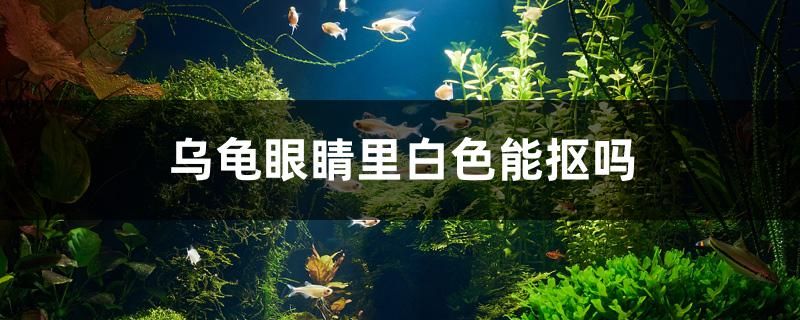 烏龜眼睛里白色能摳嗎