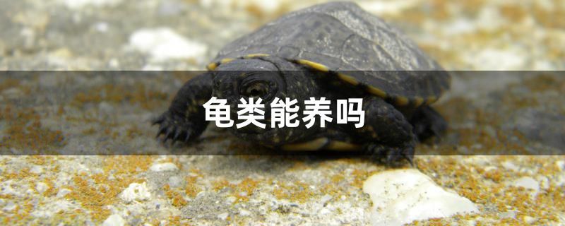 龜類能養(yǎng)嗎