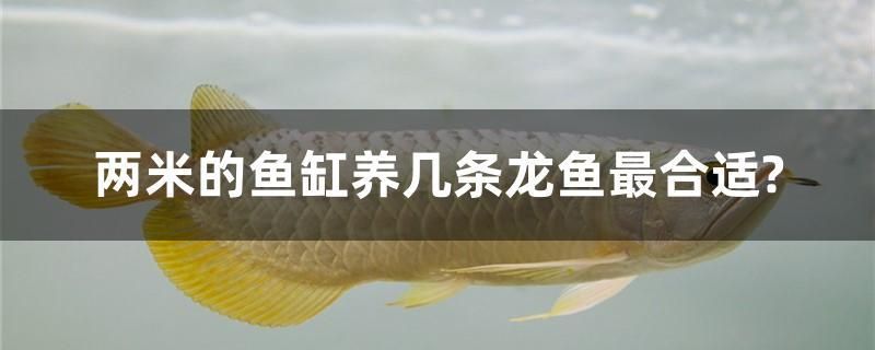 兩米的魚(yú)缸養(yǎng)幾條龍魚(yú)最合適？ 黃金貓魚(yú)