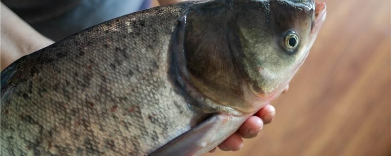 大頭魚(yú)能釣嗎怎么釣