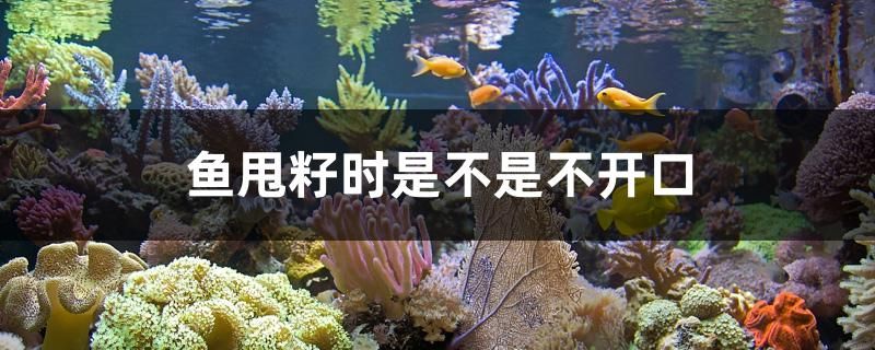 魚(yú)甩籽時(shí)是不是不開(kāi)口 熱帶魚(yú)魚(yú)苗批發(fā)