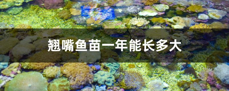 翹嘴魚苗一年能長多大 海水魚