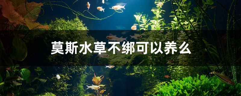 莫斯水草不綁可以養(yǎng)么