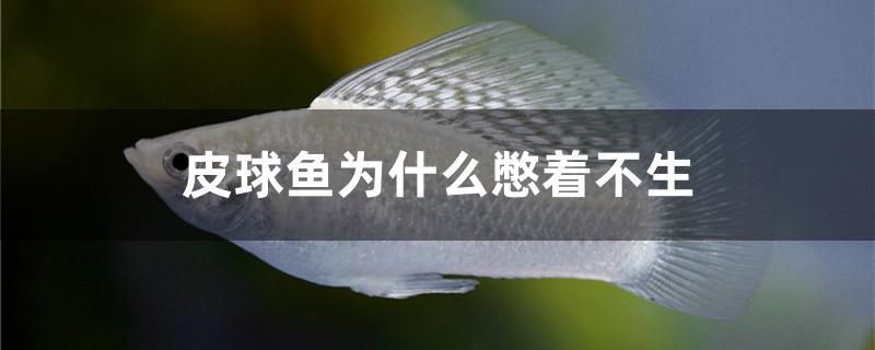 皮球魚為什么憋著不生 麥肯斯銀版魚