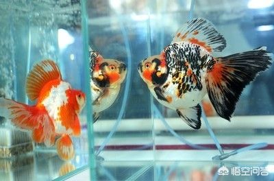 魚(yú)缸怎么保證水質(zhì)干凈呢圖片（怎么保持好魚(yú)缸水質(zhì)）