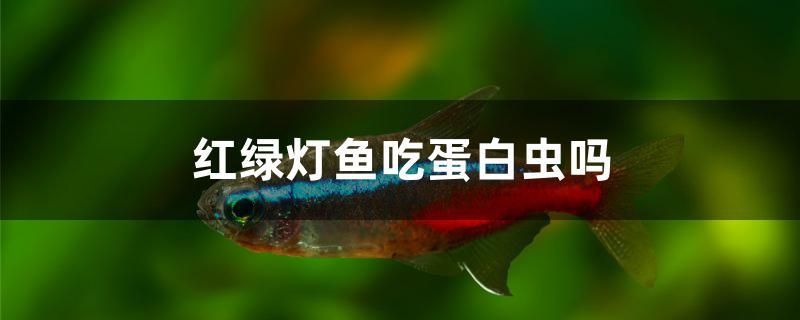 紅綠燈魚吃蛋白蟲嗎