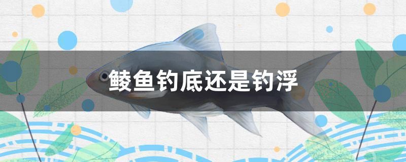 鯪魚釣底還是釣浮 白子銀版魚苗