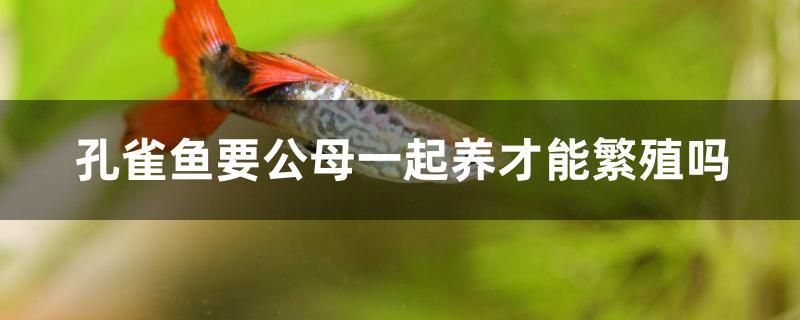 孔雀魚要公母一起養(yǎng)才能繁殖嗎