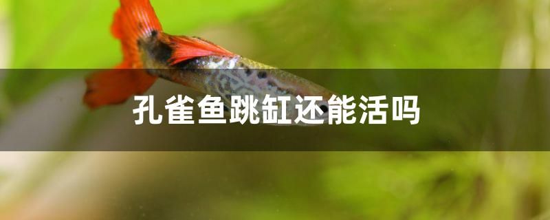 孔雀魚跳缸還能活嗎