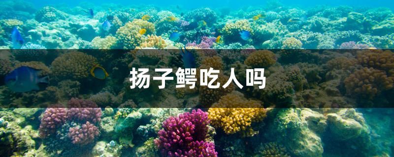 揚子鱷吃人嗎