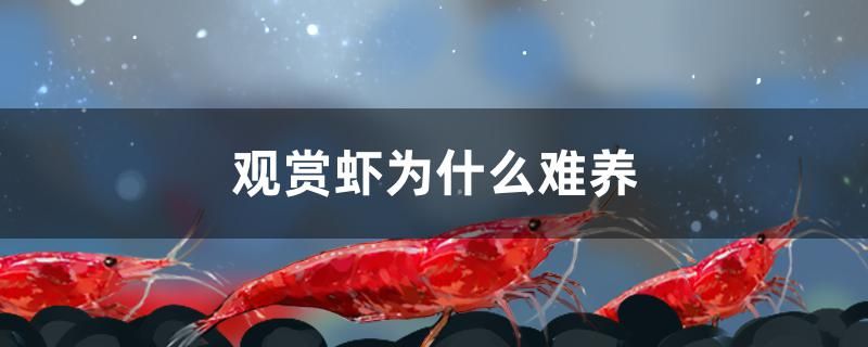 觀賞蝦為什么難養(yǎng) 鴨嘴鯊魚