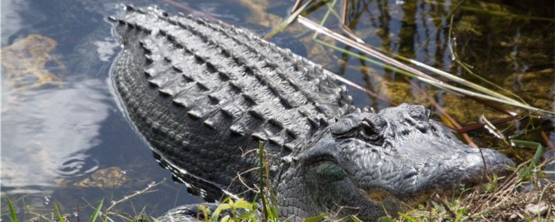 鱷魚怕水獺嗎為什么怕水獺 黑云魚