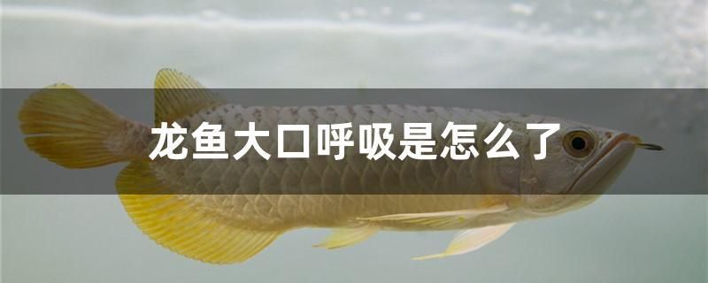 龍魚大口呼吸是怎么了 熱帶魚魚苗批發(fā)