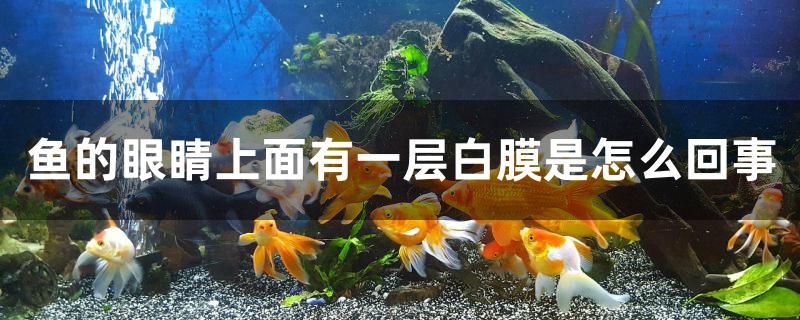 魚眼睛上面有一層白膜是怎么回事 印尼虎苗