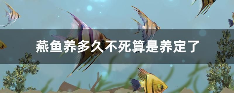 燕魚(yú)養(yǎng)多久不死算是養(yǎng)定了