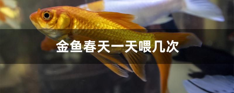 金魚(yú)春天一天喂幾次