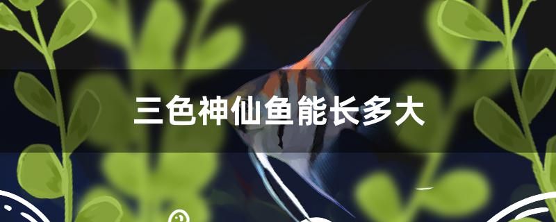 三色神仙魚能長多大