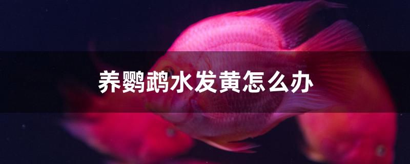 養(yǎng)鸚鵡水發(fā)黃怎么辦