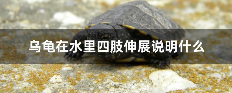 烏龜在水里四肢伸展說明什么 溫控設(shè)備