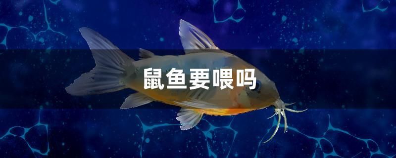 自己做金魚缸 自做金魚缸需要的材料 南美異形觀賞魚