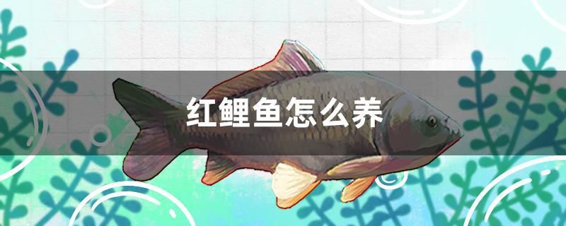 紅鯉魚怎么養(yǎng) 紅勾銀版魚