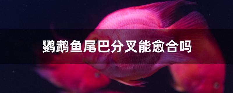 鸚鵡魚(yú)尾巴分叉能愈合嗎 蝴蝶鯉魚(yú)苗