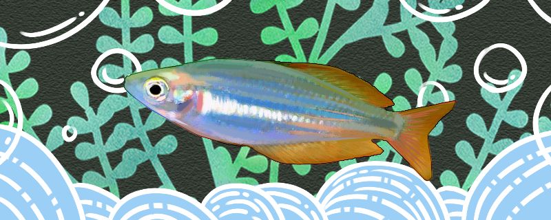 大眼虹銀漢魚(yú)好養(yǎng)嗎怎么養(yǎng)