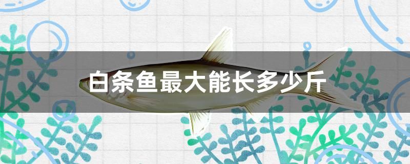 白條魚最大能長(zhǎng)多少斤 水族用品