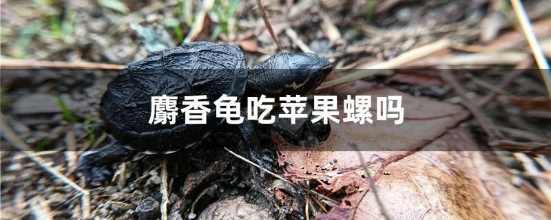 麝香龜吃蘋(píng)果螺嗎