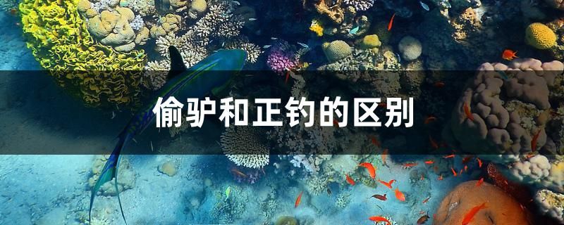 偷驢和正釣的區(qū)別 巴西亞魚