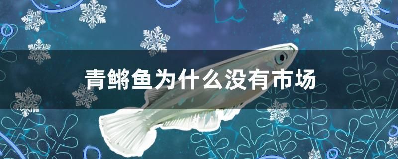 青鳉魚為什么沒有市場